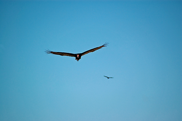 포토 JPG 해외이미지 응시 시선 야생동물 자연 조류 하늘 사람없음 쿠바 내추럴 아바나 해외포토 동물 중앙아메리카 생태계 파일형식 이미지허브