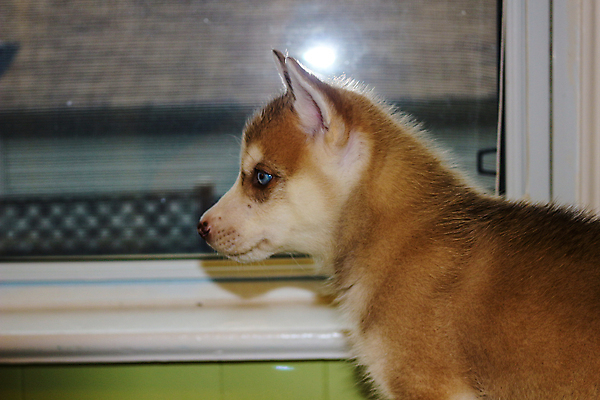 포토 JPG 해외이미지 동물 1 응시 행복 얼굴 백그라운드 건축양식 창문 포유류 자연 거리 주택 털 사람없음 야외 파란색 반려동물 머리 검은색 회색 흰색 기다림 개 모피 북극 코 주둥이 늑대 알래스카 기르기 시베리아 유래 혼자 해외포토 시선 건축 감정 컬러 모션 건물 신체부위 미국 극지방 생태계 돌봄 파일형식 이미지허브