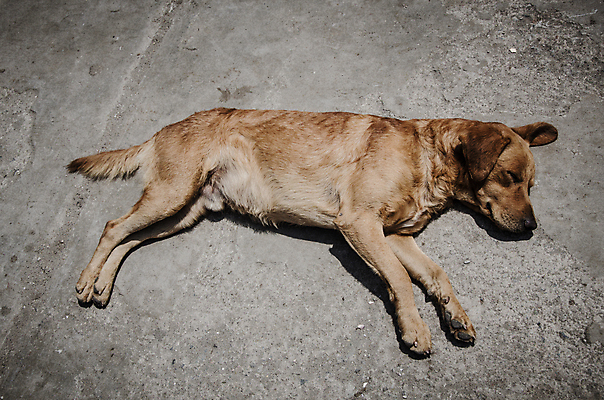 포토 JPG 해외이미지 동물 얼굴 여행 백그라운드 포유류 자연 휴식 사람없음 반려동물 갈색 꿈 잠 개 순수 비글 주둥이 송곳니 고립 기르기 총구 해외포토 컬러 컨셉 신체부위 치아 생태계 돌봄 파일형식 이미지허브