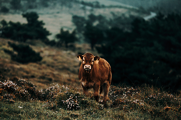 포토 JPG 해외이미지 동물 척추동물 응시 실루엣 회사 포유류 자연 초식동물 산 갈색머리 뿔 서기 안전 사람없음 야외 가로 머리 가축 힘 목장 활발 안개 덮개 아기 관찰 입 그룹 소 보호 위험 땅 모피 혀 사파리 피부 황소 신호 보안 송아지 제어 테마 해외포토 헤어스타일 시선 새끼 컨셉 비즈니스 모션 날씨 촬영기법 사람 신체부위 뚜껑 생태계 파일형식 이미지허브
