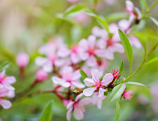 포토 JPG 해외이미지 나무 식물 계절 꽃잎 꽃 분홍색 자연 불꽃 사람없음 야외 보라색 봄 벚꽃 나뭇가지 5월 관목 아몬드 내추럴 해외포토 컬러 불 견과류 날짜 생태계 파일형식 이미지허브