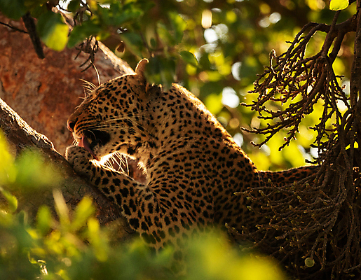 포토 JPG 해외이미지 주간 나무 한마리 야생동물 휴식 나뭇잎 사람없음 야외 아웃포커스 눕기 분위기 소프트포커스 육식동물 표범 해외포토 자연요소 식물 동물 1 컨셉 잎 포유류 모션 촬영기법 파일형식 이미지허브