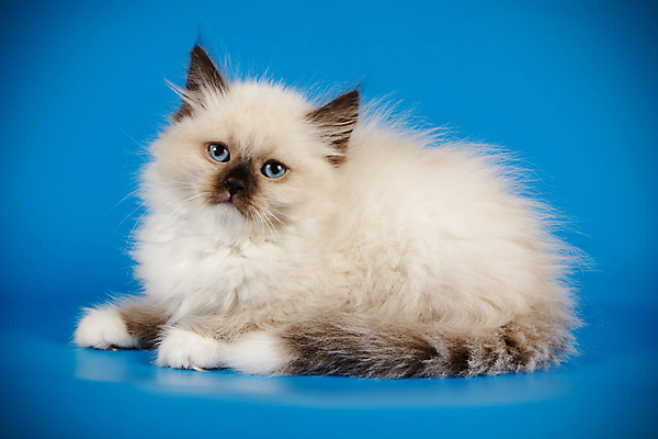 포토 JPG 해외이미지 한마리 사람없음 파란색 반려동물 고양이 네바마스커레이드 해외포토 동물 1 컬러 포유류 파일형식 이미지허브