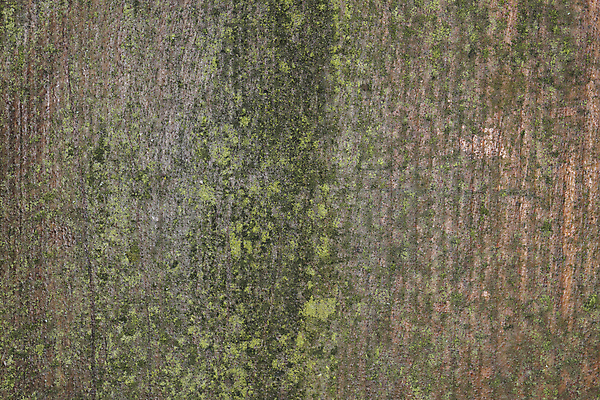 포토 JPG 해외이미지 나무 식물 외관 벽 백그라운드 패턴 자연 벽지 탁자 표면 날씨 추상 건조 이끼 사람없음 야외 목재 초록색 물 울타리 갈색 노란색 수확 거친 널 질감 복고 내추럴 수목 옛날 해외포토 자연요소 컬러 가구 무늬 농업 재료 담장 생태계 파일형식 이미지허브