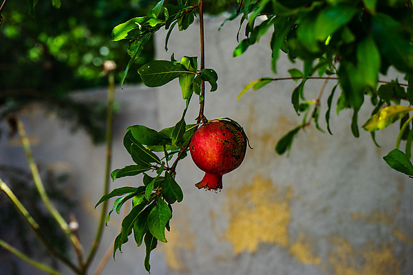 포토 JPG 해외이미지 나무 사람없음 나뭇가지 석류 석류나무 해외포토 식물 과일 파일형식 이미지허브