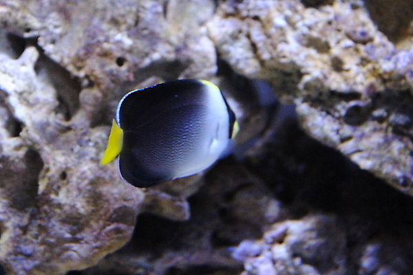 포토 JPG 해외이미지 동물 야생동물 바다 여행 백그라운드 자연 어류 동양인 사람없음 물 파란색 컬러풀 일본 검은색 수중 흰색 황금 큼 다이빙 수족관 잉어 내추럴 이국적 해외포토 자연요소 아시아 컬러 인종 수영 수중동물 크기 생태계 수중스포츠 파일형식 이미지허브