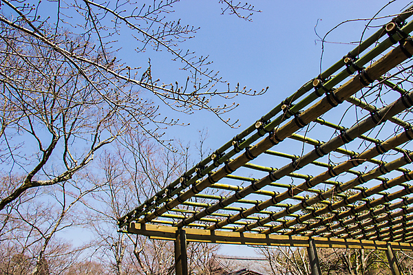 포토 JPG 해외이미지 나무 식물 전통 디자인 공원 아시아 선 밧줄 벽 여행 백그라운드 패턴 건축양식 자연 주택 프레임 미술 안전 동양인 사람없음 야외 건물 목재 장식 초록색 빛 갈색 정원 일본 중국 성장 흰색 신선 사찰 터널 숲 땅 대나무 질감 신분 발판 교토 옛날 해외포토 건축물 공공시설 건축 나라 길 줄 컬러 무늬 재료 종교건축 문화예술 인종 생태계 파일형식 이미지허브