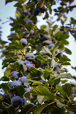 포토 JPG 해외이미지 나무 음식 잎 농업 과일 자연 사람없음 야외 세로 파란색 농장 정원 수확 나뭇가지 시골 신선 달콤 과수원 다발 친환경 유기농 슛 자두 내추럴 보스니아 숙성 많음 세련 해외포토 식물 웰빙 산업 컬러 컨셉 환경 맛 생태계 파일형식 이미지허브