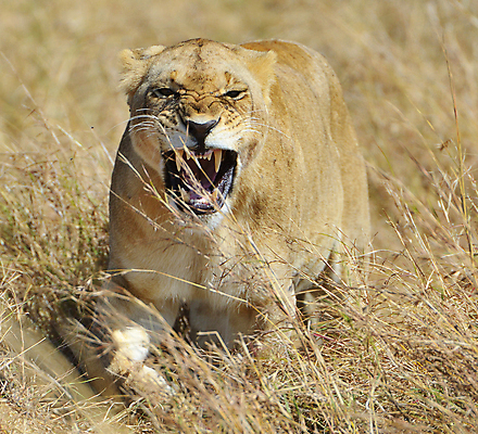 포토 JPG 해외이미지 주간 한마리 야생동물 사람없음 야외 육식동물 암사자 포효 해외포토 자연요소 동물 1 외침 사자 암컷 파일형식 이미지허브