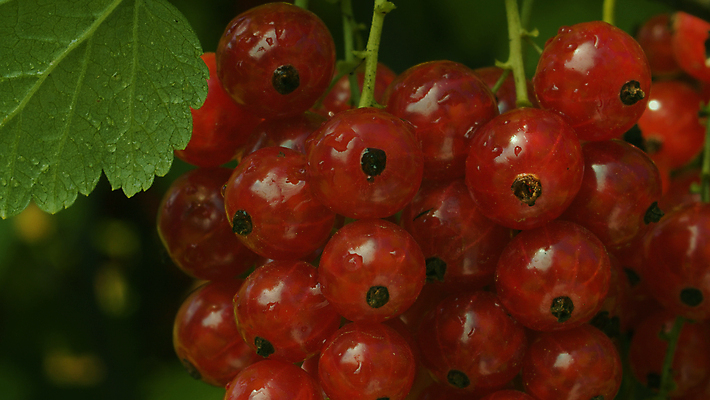 포토 JPG 해외이미지 식물 열매 음식 백그라운드 잎 농업 과일 자연 건강 사람없음 야외 빨간색 물 농장 정원 맑음 젖음 성장 물방울 신선 닫기 다발 유기농 원예 내추럴 건포도 밭일 숙성 채식주의자 해외포토 자연요소 웰빙 산업 컬러 모션 포도 날씨 취미 생태계 채식 건과일 파일형식 이미지허브