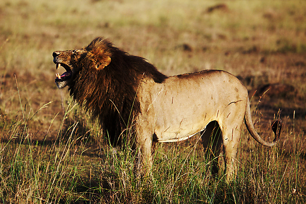 포토 JPG 해외이미지 주간 한마리 야생동물 사람없음 야외 육식동물 숫사자 포효 해외포토 자연요소 동물 1 외침 사자 수컷 파일형식 이미지허브