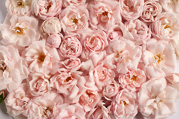 포토 JPG 해외이미지 꽃잎 결혼 백그라운드 벽지 결혼식 함께함 발렌타인데이 선물 사랑 사람없음 가로 빛 장미 우주 귀여움 스파 화장품 흰색 오픈 그룹 실크 순수 싱글 상쾌 감사 열정 초대 부드러움 공상 모음 강렬 고립 넘어짐 샤워실 완벽 특별함 많음 해외포토 꽃 감정 컬러 컨셉 모션 데이이벤트 이벤트 뷰티 직물 감각 샤워시설 파일형식 이미지허브