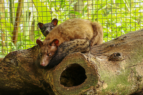 포토 JPG 해외이미지 나무 동물 커플 커피 음식 백그라운드 2 농업 포유류 태국 자연 벽지 손바닥 동양인 사람없음 초록색 농작물 갈색 노란색 검은색 어둠 숲 유기농 꼬리 날것 아로마 발리 인도네시아 흙더미 아라비카 카페인 해외포토 식물 손 웰빙 산업 아시아 음료 컬러 섬 관계 인종 흙 생태계 파일형식 더미 이미지허브