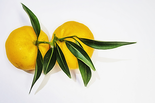 포토 JPG 해외이미지 잡화 계절 음식 백그라운드 컨셉 잎 겨울 농업 다이어트 오렌지 과일 자연 벽지 귤 건강 종류 사람없음 노란색 주스 에너지 수확 신선 달콤 농부 상품 지중해 먹기 유기농 원예 날것 모음 성분 내추럴 비타민C 섞기 숙성 채식주의자 많음 디톡스 해외포토 식물 직업 웰빙 산업 음료 바다 컬러 모션 취미 맛 생태계 채식 비타민 파일형식 이미지허브