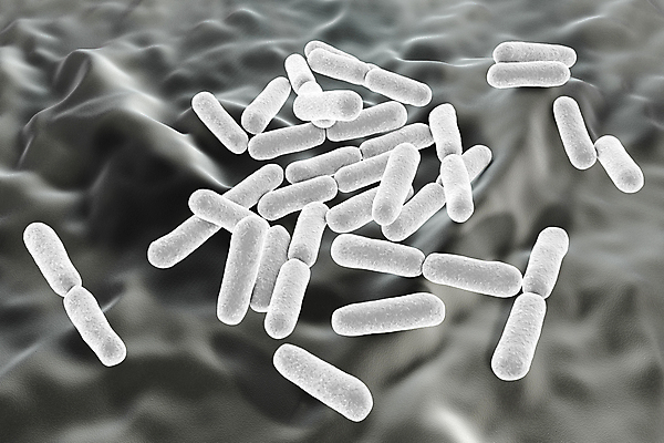 포토 JPG 해외이미지 일러스트 흑백 사람없음 3D 회색 질병 생물학 긍정 발효 미생물 에어로빅 요거트 박테리아 요구르트 해외일러스트 교육 컬러 컨셉 의학 유제품 생물 촬영기법 운동 춤 디지털합성 파일형식 이미지허브