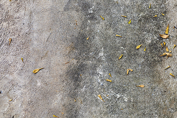 포토 JPG 해외이미지 나무 식물 디자인 꽃 벽 백그라운드 잎 패턴 건축양식 자연 벽지 표면 추상 바닥 주택 건조 사람없음 야외 내부 장식 초록색 갈색 환경 정원 검은색 회색 수확 골동품 흰색 신선 거친 균열 묘사 질감 시멘트 먼지 내추럴 그런지 옛날 콘크리트 해외포토 건축 컬러 무늬 농업 모션 건물 생태계 파일형식 이미지허브