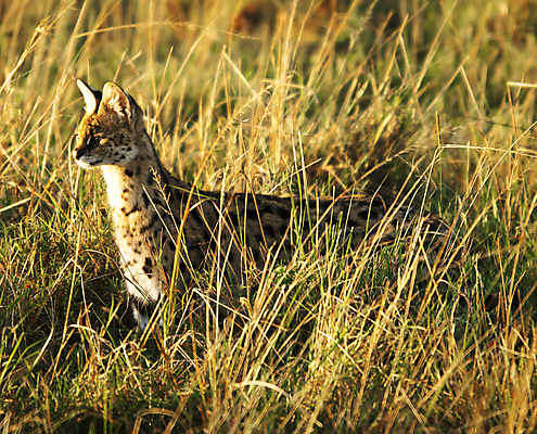 포토 JPG 해외이미지 주간 한마리 야생동물 사람없음 야외 육식동물 치타 해외포토 자연요소 동물 1 포유류 파일형식 이미지허브