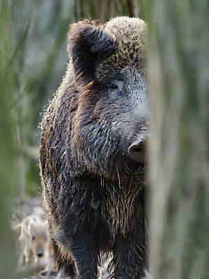 포토 JPG 해외이미지 동물 야생동물 포유류 가족 자연 놀이 엄마 생물 털 사람없음 달리기 갈색 환경 봄 줄무늬 육아 아기 돼지 그룹 황무지 치아 목표 숲 위험 큼 무서움 탈출 호기심 코 사냥 주둥이 서식지 멧돼지 깊이 돌봄 해외포토 계절 감정 컬러 컨셉 무늬 관계 모션 사람 신체부위 소화기관 크기 생태계 파일형식 이미지허브