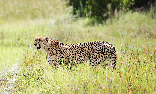포토 JPG 해외이미지 주간 한마리 야생동물 사람없음 야외 육식동물 치타 해외포토 자연요소 동물 1 포유류 파일형식 이미지허브