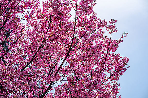 포토 JPG 해외이미지 나무 식물 꽃잎 꽃 분홍색 백그라운드 꽃무늬 자연 친절 사람없음 정원 일본 봄 벚꽃 흰색 나뭇가지 신선 개화 체리 닫기 4월 가득함 부드러움 내추럴 고립 해외포토 계절 아시아 컬러 무늬 과일 모션 감각 날짜 생태계 파일형식 이미지허브