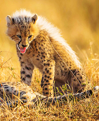 포토 JPG 해외이미지 주간 한마리 야생동물 새끼 사람없음 야외 육식동물 치타 해외포토 자연요소 동물 1 포유류 파일형식 이미지허브
