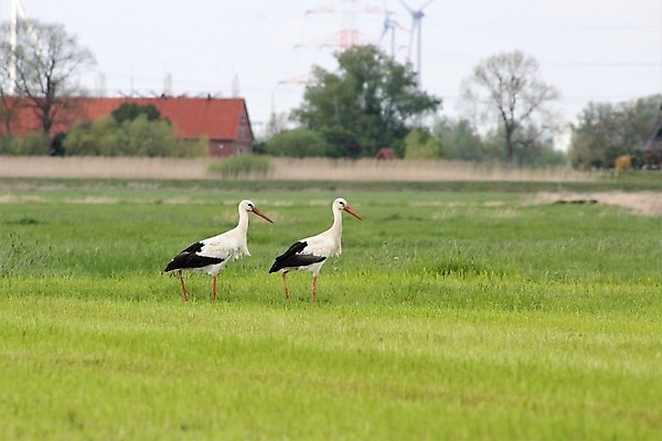 포토 JPG 해외이미지 야생동물 농업 자연 조류 사람없음 야외 초록색 걷기 검은색 흰색 밭일 해외포토 동물 산업 컬러 모션 생태계 파일형식 이미지허브