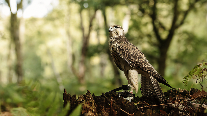 포토 JPG 해외이미지 동물 야생동물 스포츠 백그라운드 날개 청소년 자연 조류 사람없음 컬러풀 갈색 머리 가을 흰색 먹이 왕 깃털 사냥 부리 육식동물 사냥꾼 기르기 해외포토 직업 계절 컬러 사람 신체부위 생태계 돌봄 파일형식 이미지허브