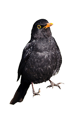 포토 JPG 해외이미지 스튜디오촬영 나무 동물 공원 남자 유럽 야생동물 백그라운드 겨울 날개 노래 자연 조류 영국 서기 앉기 사람없음 야외 목재 세로 정원 검은색 흰색 시골 닫기 숲 자르기 깃털 흰배경 부리 고립 동물상 삼림지대 해외포토 식물 계절 공공시설 나라 음악 컬러 재료 모션 실내 사람 조형물 생태계 파일형식 이미지허브