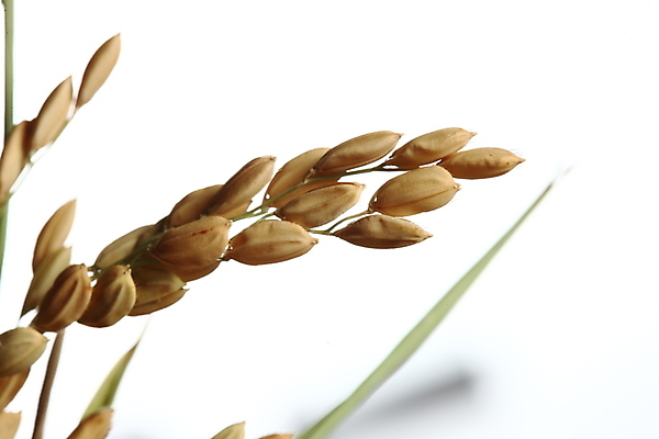 포토 JPG 해외이미지 식물 접시 음식 백그라운드 농업 다이어트 재료 자연 유리 고추 밥 양파 건강 요리 씨앗 동양인 사람없음 초록색 농장 갈색 노란색 쌓기 식사 뜨거움 사발 낟알 시리얼 유기농 날것 후추 내추럴 고립 논밭 바이오 생식 숙성 해외포토 식기 웰빙 산업 컬러 밭 채소 모션 재질 논 인종 사기그릇 향신료 생태계 파일형식 이미지허브