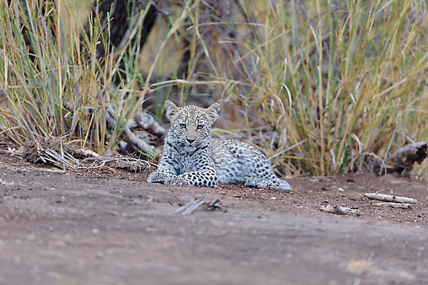 포토 JPG 해외이미지 나무 동물 야생동물 포유류 포옹 아프리카 자연 사람없음 야외 고양이 점 황무지 보호 위험 작음 사파리 육식동물 표범 남아프리카 해외포토 식물 나라 컨셉 안기 반려동물 크기 생태계 파일형식 이미지허브