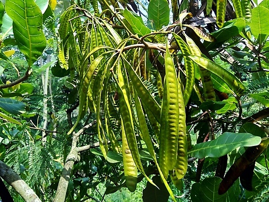 포토 JPG 해외이미지 나무 식물 디자인 꽃 음식 백그라운드 잎 농업 채소 과일 자연 콩 안내 건강 사람없음 야외 초록색 반사 정원 봄 성장 흰색 나뭇가지 신선 약초 허브 질감 날것 내추럴 해외포토 계절 산업 컬러 곡류 풀_식물 생태계 파일형식 이미지허브