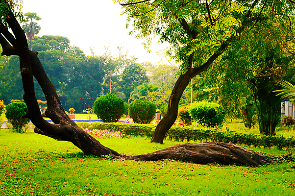 포토 JPG 해외이미지 나무 식물 계절 백그라운드 단풍 잎 자연 하늘 아침 날씨 잔디 사람없음 야외 초록색 여름 파란색 환경 맑음 고요 젖음 안개 가을 농촌 숲 오솔길 보호구역 삼림지대 해외포토 주간 길 컬러 시골 생태계 구역 파일형식 이미지허브