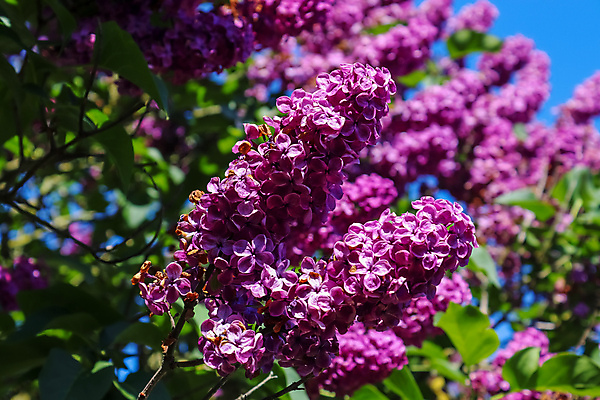 포토 JPG 해외이미지 나무 식물 계절 꽃잎 꽃 분홍색 꽃다발 백그라운드 컨셉 잎 꽃무늬 자연 사람없음 야외 장식 초록색 파란색 정원 보라색 봄 공백 벚꽃 흰색 나뭇가지 신선 개화 편안함 다발 제비꽃 향기 라벤더 라일락 꽃수술 해외포토 컬러 무늬 감각 허브 생태계 냄새 파일형식 이미지허브