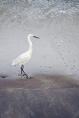 포토 JPG 해외이미지 동물 1 아시아 야생동물 모래 바다 섬 날개 자연 조류 서기 사람없음 야외 물 환경 흰색 왜가리 깃털 부리 내추럴 스리랑카 해외포토 자연요소 나라 컬러 모션 생태계 파일형식 이미지허브