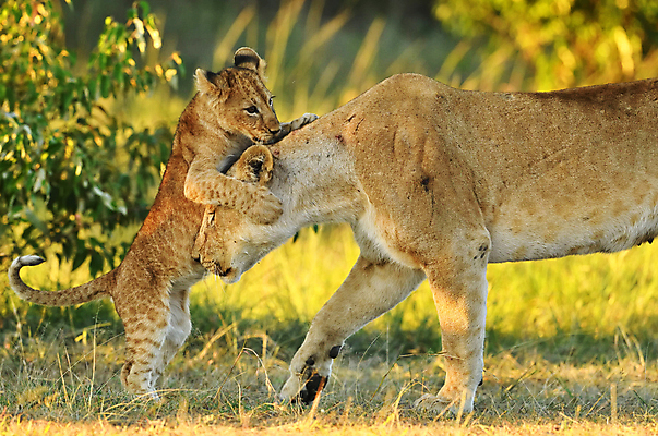 포토 JPG 해외이미지 주간 야생동물 새끼 두마리 장난 사람없음 야외 아웃포커스 어미 사자 육식동물 암사자 해외포토 자연요소 동물 2 포유류 촬영기법 암컷 파일형식 이미지허브
