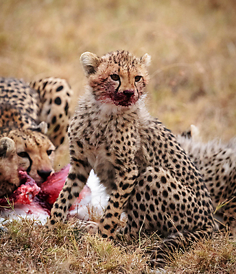 포토 JPG 해외이미지 주간 야생동물 새끼 여러마리 사람없음 야외 먹이 먹기 육식동물 치타 해외포토 자연요소 동물 다수 포유류 모션 파일형식 이미지허브