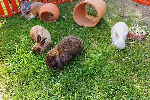 포토 JPG 해외이미지 부활절 동물원 사람없음 토끼 속도 해외포토 기념일 포유류 반려동물 파일형식 이미지허브