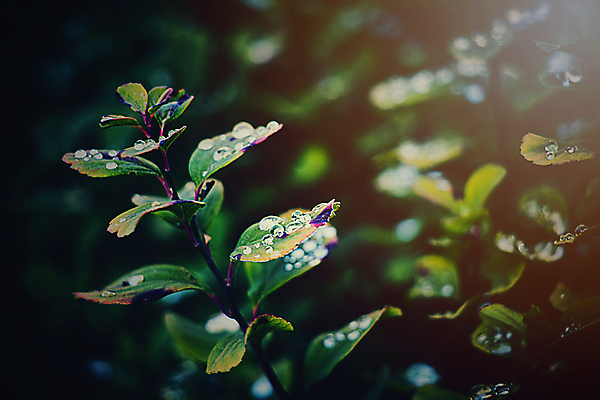 포토 JPG 해외이미지 식물 계절 잎 자연 날씨 따뜻함 사람없음 야외 장식 빨간색 초록색 빛 울타리 태양 환경 정원 광선 가을 떨어짐 9월 관목 10월 내추럴 해외포토 자연요소 나무 컬러 컨셉 담장 날짜 생태계 파일형식 이미지허브