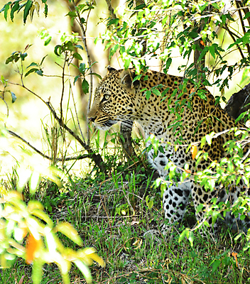 포토 JPG 해외이미지 주간 한마리 야생동물 앉기 사람없음 야외 육식동물 표범 해외포토 자연요소 동물 1 포유류 모션 파일형식 이미지허브