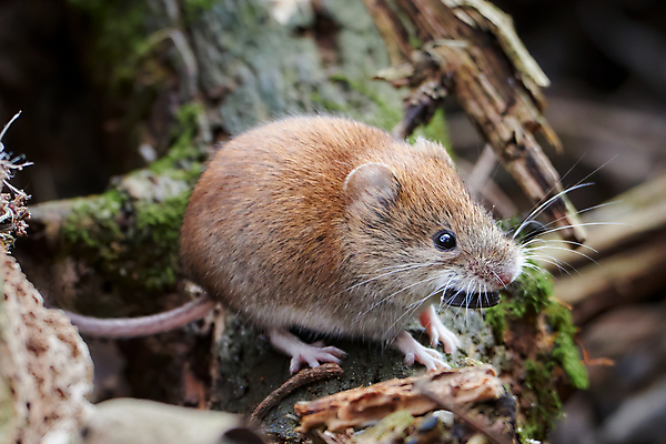포토 JPG 해외이미지 동물 1 응시 시선 유럽 야생동물 잎 포유류 자연 수염 사랑 이끼 앉기 사람없음 야외 옆모습 반려동물 반사 갈색 환경 관찰 해충 쥐 설치류 숲 작음 엿보기 만족 네덜란드 호기심 귀 서식지 동물상 삼림지대 스파이 해외포토 식물 감정 나라 뷰포인트 컬러 컨셉 모션 신체부위 조형물 벌레 크기 생태계 파일형식 이미지허브