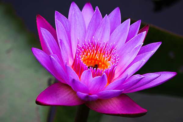 포토 JPG 해외이미지 식물 공원 꽃잎 꽃 아시아 선 분홍색 백그라운드 잎 꽃무늬 패턴 자연 동양인 사람없음 야외 초록색 물 컬러풀 노란색 환경 정원 보라색 벚꽃 연못 신선 개화 묘사 내추럴 이국적 해외포토 자연요소 공공시설 나라 컬러 무늬 인종 생태계 파일형식 이미지허브