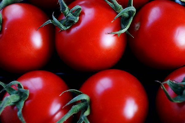 포토 JPG 해외이미지 식물 음식 백그라운드 잎 농업 다이어트 토마토 채소 과일 재료 자연 건강 요리 사람없음 빨간색 초록색 빛 식사 활발 샐러드 성장 흰색 신선 원형 시장 맛 케첩 먹기 오브젝트 싱글 유기농 원예 날것 내추럴 고립 숙성 영양분 채식주의자 해외포토 도형 웰빙 산업 컬러 컨셉 모션 취미 소스_음식 생태계 채식 파일형식 이미지허브