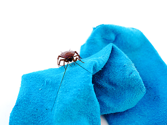 포토 JPG 해외이미지 동물 디자인 곤충 백그라운드 신체 자연 생물 양말 주택 안테나 건강 사람없음 파란색 갈색 머리 환경 흰색 죽음 해충 벌레 질병 딱정벌레 묘사 오브젝트 박테리아 유지 내추럴 고립 동물상 옛날 제어 오싹 해외포토 컬러 통신 의학 건물 신체부위 조형물 생태계 파일형식 이미지허브