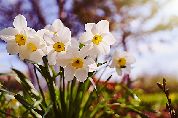 포토 JPG 해외이미지 꽃 꽃무늬 자연 사람없음 가로 벚꽃 흰색 나뭇가지 수선화 고립 해외포토 나무 식물 컬러 무늬 생태계 파일형식 이미지허브