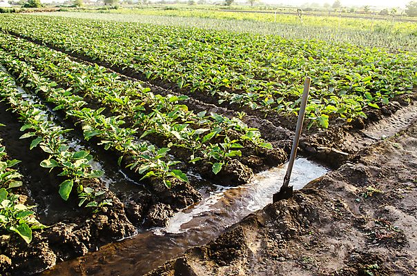 포토 JPG 해외이미지 식물 유럽 산업 음식 밭 농업 채소 아침 가지 사람없음 초록색 물 농작물 농장 농경지 맑음 흐름 성장 시골 땅 삽 물주기 유기농 산등성이 돌봄 모종 묘목 밭일 심기 제어 세련 해외포토 주간 자연요소 나무 웰빙 나라 컬러 컨셉 모션 날씨 산 파일형식 이미지허브