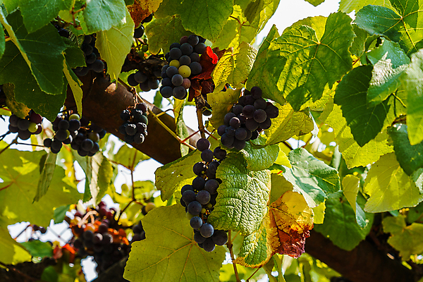 포토 JPG 해외이미지 나무 식물 계절 열매 음식 백그라운드 잎 농업 과일 자연 포도 건강 사람없음 야외 초록색 여름 빛 농작물 햇빛 농장 와인 정원 맑음 수확 가을 흰색 나뭇가지 시골 신선 다발 지중해 유기농 원예 날것 포도밭 포도나무 내추럴 밭일 숙성 양조장 해외포토 웰빙 산업 바다 컬러 밭 날씨 주류 취미 태양 과일나무 생태계 파일형식 이미지허브