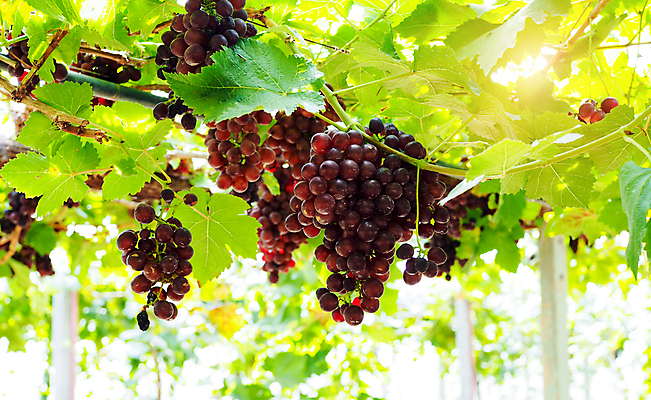 포토 JPG 해외이미지 나무 식물 디자인 계절 음료 음식 백그라운드 컨셉 잎 밭 농업 과일 자연 포도 건강 풍경 사람없음 빨간색 초록색 여름 햇빛 태양 농장 와인 정원 계곡 보라색 검은색 주스 봄 수확 성장 가을 흰색 나뭇가지 신선 달콤 다발 유기농 만들기 포도밭 포도나무 내추럴 밭일 양조장 해외포토 자연요소 웰빙 산업 컬러 모션 주류 맛 과일나무 생태계 파일형식 이미지허브