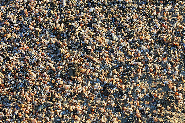 포토 JPG 해외이미지 모래 파도 바다 섬 여행 자연 하늘 휴가 조개 휴식 사람없음 야외 물 파란색 빛 모래사장 햇빛 반사 우주 일출 일몰 껍질 흰색 신선 황금 고급 수집 오브젝트 싱글 휴양지 부드러움 내추럴 앵무조개 터키석 플로리다 해외포토 자연요소 컬러 컨셉 어패류 태양 노을 미국 장소 감각 보석 생태계 파일형식 이미지허브
