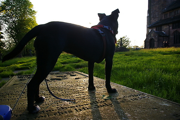 포토 JPG 해외이미지 동물 행복 얼굴 새끼 장난 포유류 자연 털 사람없음 야외 반려동물 귀여움 검은색 산책 개 강아지 저녁 테리어 잡종 송곳니 기르기 해외포토 감정 컬러 컨셉 휴식 신체부위 치아 야간 생태계 돌봄 파일형식 이미지허브