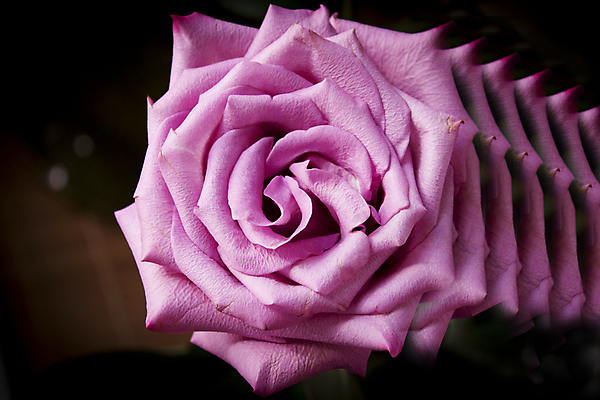 포토 JPG 해외이미지 식물 꽃 분홍색 결혼 백그라운드 꽃무늬 자연 발렌타인데이 사랑 사람없음 장식 장미 보라색 검은색 봄 신선 질감 보케 엽서 라일락 내추럴 구성 해외포토 계절 감정 컬러 무늬 데이이벤트 이벤트 편지 생태계 파일형식 이미지허브